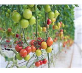 افزودنی های پایدارکننده One Pack System - OPS